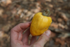 Hand holding raw cashew with fruit