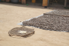 Raw cashews drying on the ground